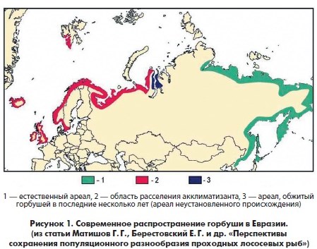 ареал обитания горбуши