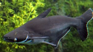 Pangasianodon hypophthalmus