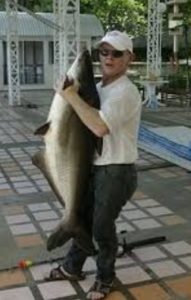 Pangasius bocourti пойманный