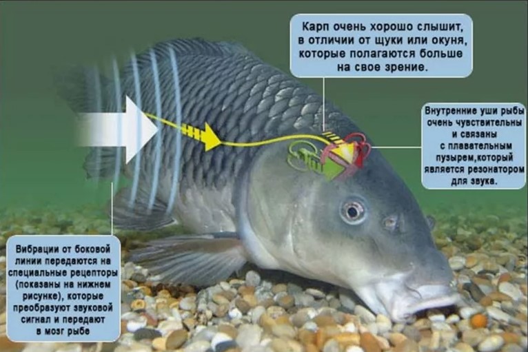 Слух рыбы